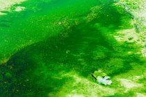 Зеленая поверхность минеральной реки — стоковое фото