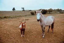 Красивые домашние лошади пасутся на сухом поле — стоковое фото