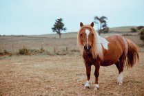 Caballo de caballo marrón doméstico pastando en campo seco - foto de stock