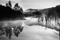 Bel fiume misterioso con alberi nella nebbia — Foto stock