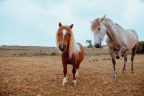 Dois cavalos de fazenda em pé no campo outonal — Fotografia de Stock