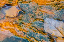 Closeup of autumnal leaves flowing in shallow water of Rio Tinto with mineral sediments — Stock Photo