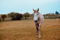 Élégant pâturage à cheval beige dans un champ de ferme en automne — Photo de stock