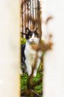 Gato detrás de la cerca en el jardín - foto de stock