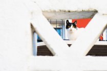 Кот за забором в саду — стоковое фото
