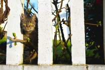Niedliche Katze steht an sonnigem Tag im Garten auf Sträuchern hinter Zaun — Stockfoto