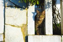 Katze hinter Zaun im Garten — Stockfoto