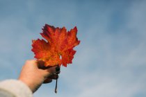 Dal basso mano della donna irriconoscibile che tiene arancio foglia d'autunno contro il cielo blu nella giornata di sole — Foto stock