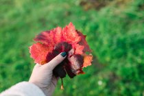Mão de colheita segurando folha de outono contra grama — Fotografia de Stock