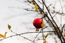 Small pomegranate fruit hanging on leafless branch of tree on autumn day in garden — Stock Photo