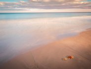 Seestern an Sandküste in der Nähe des Meeres — Stockfoto