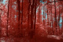 Incredibili alberi a infrarossi che crescono in un meraviglioso boschetto contro il cielo luminoso a Linz, Austria — Foto stock