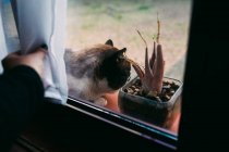 Mano di anonimo femminile tenda in movimento e rivelando gatto sdraiato sul davanzale vicino alla pianta in vaso — Foto stock