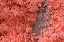 Bright infrared trees growing near stone fence — Stock Photo