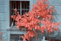Bright infrared trees growing near lovely houses on quiet suburban street in Linz, Austria — Stock Photo