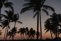 Belas palmas altas crescendo contra o céu nublado no majestoso pôr do sol dia ventoso em Miami — Fotografia de Stock