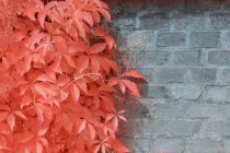Bright infrared trees growing near stone fence — Stock Photo