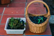 Пластиковий лоток і плетений кошик зі свіжими чорними оливками, розміщеними на плитці у дворі — стокове фото
