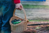 Persona irreconocible sosteniendo cesta llena de aceitunas negras frescas mientras está de pie en el jardín - foto de stock