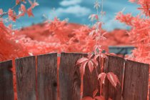 Яскраве інфрачервоне листя на милій рослині біля дерев'яного паркану на заміській вулиці — стокове фото