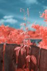 Bright infrared leaves on cute plant near wooden fence on suburban street — Stock Photo