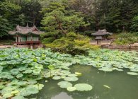 Ruhiger Teich mit wunderschönen Seerosen in der Nähe kleiner koreanischer Pagoden im majestätischen Park — Stockfoto