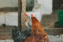 Zwei hübsche Hühner stehen in der Nähe eines Netzzaunes auf einem Bauernhof im Grünen — Stockfoto