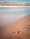 Морские звезды на песчаном побережье у моря — стоковое фото