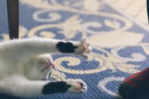 Carino gatto sdraiato sul pavimento — Foto stock
