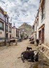 Грязные коровы, лежащие и стоящие возле потрепанных стен старых домов в облачный день в Тибете — стоковое фото