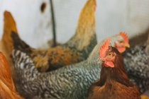Pollos en el recinto de la granja - foto de stock