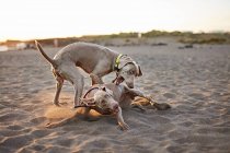 Hunde laufen in der Nähe des winkenden Meeres — Stockfoto