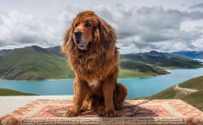 Огромная собака сидит у озера и холма — стоковое фото