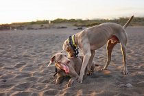 Cani che corrono vicino al mare ondeggiante — Foto stock