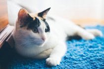 Mignon chat couché sur la couverture — Photo de stock