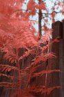 Bright infrared leaves on cute plant near wooden fence on suburban street — Stock Photo