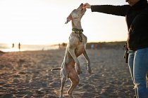 Cão engraçado na praia — Fotografia de Stock