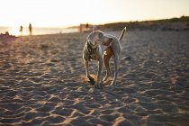 Смішний собака на пляжі — стокове фото
