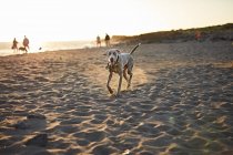 Lustiger Hund am Strand — Stockfoto