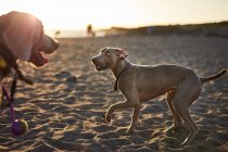 Собаки біжать біля махаючого моря — стокове фото