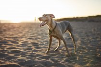 Divertido perro en la playa - foto de stock
