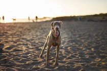 Funny dog on beach — Stock Photo