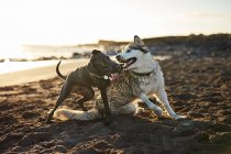 Собаки, бегущие у моря — стоковое фото