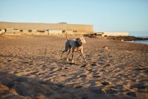 Смешная собака на пляже — стоковое фото