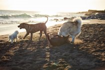 Perros corriendo cerca del mar ondeando - foto de stock
