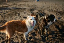 Perros corriendo cerca del mar ondeando - foto de stock