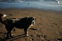 Cão engraçado na praia — Fotografia de Stock