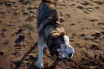 Смішний собака сидить на пляжі — стокове фото