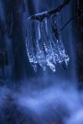 Крупный план ветки с хрупкими чистыми сосульками на фоне удивительного водопада в холодный зимний день — стоковое фото