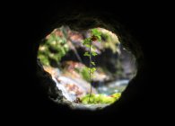 Vista attraverso il buco nella roccia con piccolo germoglio in crescita — Foto stock
